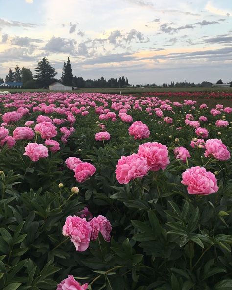 Fields of blooms and a beautiful display garden in the perfect growing conditions of the Willamette Valley in Salem Oregon Oregon Spring, Peony Farm, Garden Night, Peony Garden, Willamette Valley, Peonies Garden, Better Homes And Garden, Oregon Travel, Spring Time