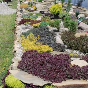 SunSparkler® Sedum 'Firecracker' & SunSparkler® Sedum 'Dazzleberry' Sedum Firecracker, Sunsparkler Sedum, Sedum Garden, Chris Hansen, Michigan Garden, Hardy Succulents, Ranch Design, Late Summer Flowers, Succulent Landscaping