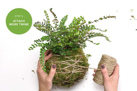 how to make a kokedama string garden step 6 Kokedama Diy How To Make, Plant Kokedama, How To Make A Kokedama Ball, Kokedama Herb Garden, Kokedama Stand, Plant Holder Diy, Succulent Wall Garden, String Garden, Hippie Garden