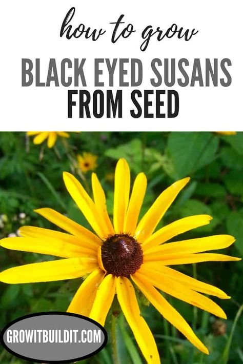 Micro Prairie, Pollinators Garden, Planters Flowers, Black Eyed Susans, Grow From Seed, Beginner Gardening, Starting Seeds, Yellow Petals, Urban Gardens