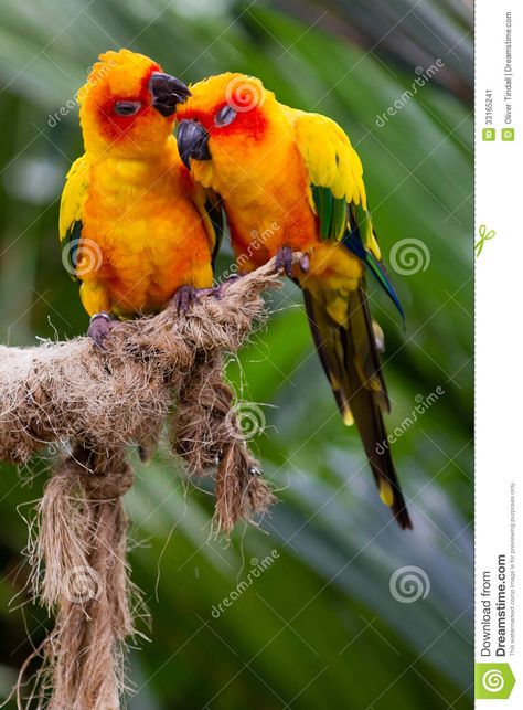 Love Birds - Download From Over 47 Million High Quality Stock Photos, Images, Vectors. Sign up for FREE today. Image: 33165241 Conure Parrots, Sun Conure, Colorful Parrots, Rare Birds, Bird Wallpaper, Parrot Bird, Bird Pictures, Exotic Birds, Pretty Birds