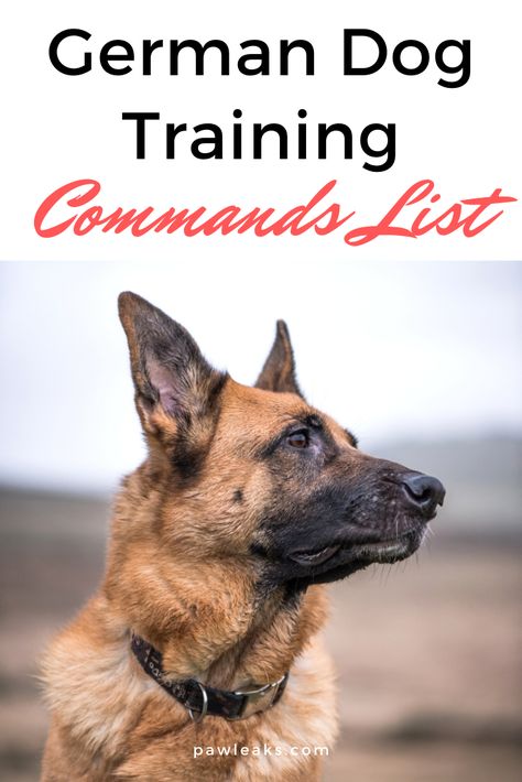 German Dog Commands, Gsd Training, Dog Training Commands, German Shepherd Puppies Training, German Shepherd Training, Dog Commands, German Dog, Dog Training Treats, Dog Training Advice