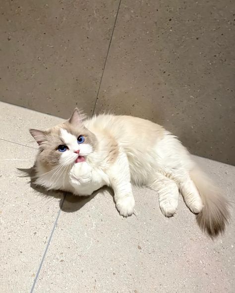 Himalayan Cat Aesthetic, Ragdoll Aesthetic, Ragdoll Cat Aesthetic, Angora Cats, Turkish Angora, British Short Hair, Himalayan Cat, Cat Light, Ragdoll Cats