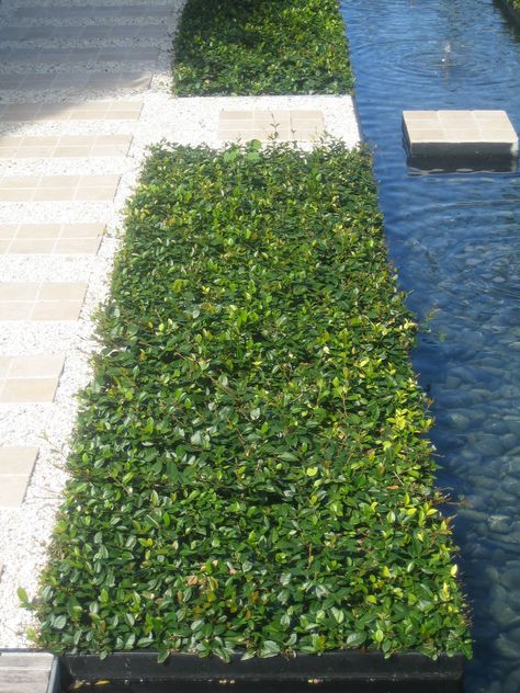 Trachelospermum asiaticum Garden Layout, Horticulture, Garden Landscaping, Stepping Stones, Flower Garden, Beach House, New Homes, Layout, Yard