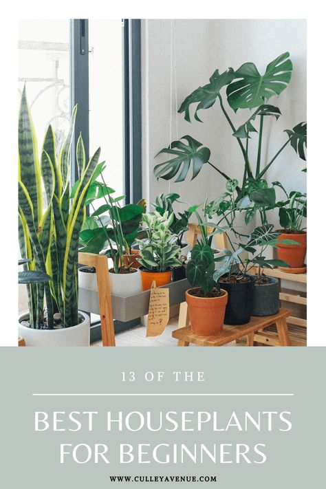 13 of the Best Houseplants for Beginners - Culley Avenue Types Of Houseplants, Gardening Quotes, Anthurium Plant, Philodendron Plant, Household Plants, Plant Help, Pothos Plant, Palm Plant, Best Indoor Plants