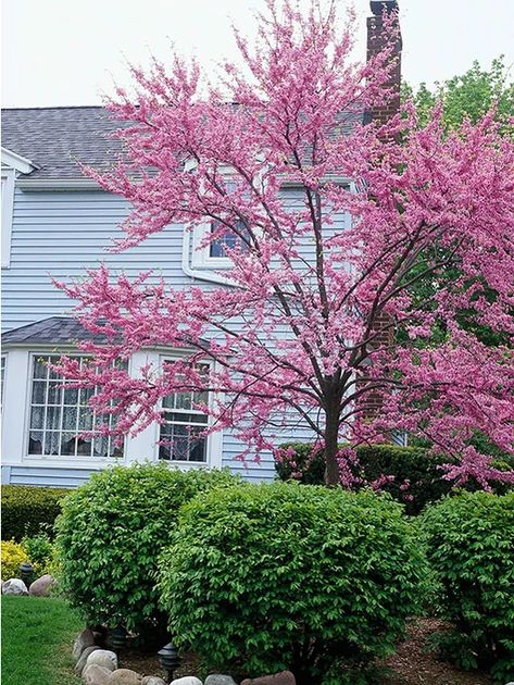 Redbud Tree | Better Homes & Gardens  ~~~ Used to have 2 of these REDBUDS in back yard but the  "lawn service guy" kept mowing one of them down.....  needless to say I only have  one now !!! New Home Landscaping, Small Trees For Front Yard, Small Ornamental Trees, Pagoda Dogwood, Spring Blooming Trees, Trees For Front Yard, Agnus Castus, Eastern Redbud, Redbud Tree