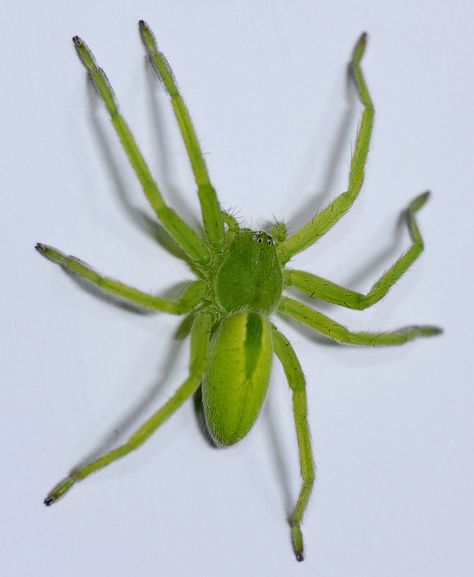 The green huntsman spider is green due to the presence of bilin pigments in the spider's hemolymph (circulatory system fluids) and tissue fluids. It hunts insects in green vegetation, where it is well camouflaged. Green Huntsman Spider, Huntsman Spider, Arachnids Spiders, Huge Spiders, Green Spider, Types Of Spiders, Spider Species, Halloween Spider Decorations, Pet Spider