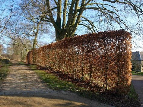 Beech hedge, Ozleworth, with beech tree behind Beech Hedge, Hornbeam Hedge, Garden Hedges, Seaside Garden, Hedging Plants, Herb Garden Design, Beech Tree, Fence Landscaping, Climbing Plants