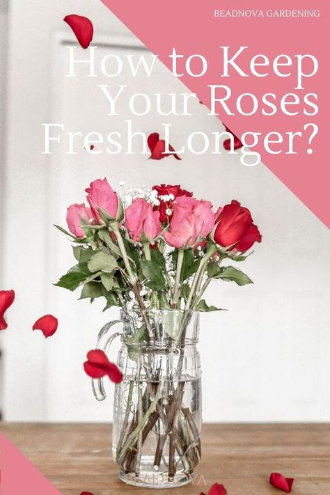 Fresh Roses In A Vase, How To Keep Roses Fresh Longer, How To Keep Flowers Alive Longer, How To Make Roses Last Longer, How To Keep Fresh Flowers Alive Longer, How To Keep Roses Alive Longer Vase, Keep Roses Alive Longer, Roses Vase Arrangement, Rose Vase Arrangement