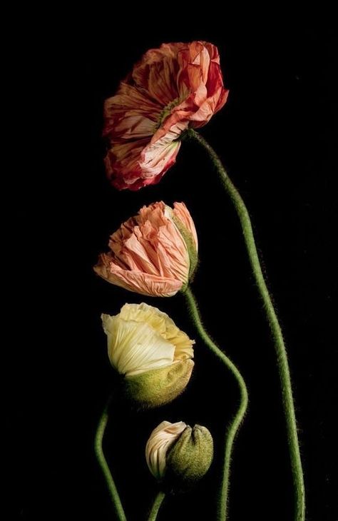 Dark Flowers, Nothing But Flowers, Flower Photography, Poppy Flower, Still Life Photography, Botanical Illustration, Flowers Photography, Botanical Art, Botany