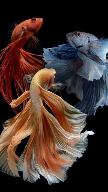 People might call you weird, but at least you don’t have to take them out for a walk.  #fish Siamese Fish, Sublimated Earrings, Betta Fish Types, Pretty Fish, Beta Fish, Beautiful Sea Creatures, Fish Wallpaper, Types Of Fish, Exotic Fish