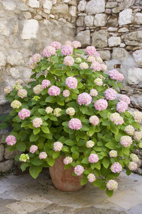 French Hydrangea, Hydrangea Potted, Big Leaf Hydrangea, Hydrangea Varieties, Smooth Hydrangea, Tattoo Plant, Panicle Hydrangea, Limelight Hydrangea, Hydrangea Bloom