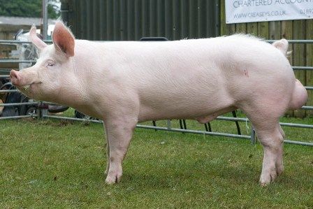 Large White Pig, Hereford Pigs, Luxury Farm, Pig Breeds, White Pig, Pig Pen, South Of England, Pig Farming, Pet Pigs