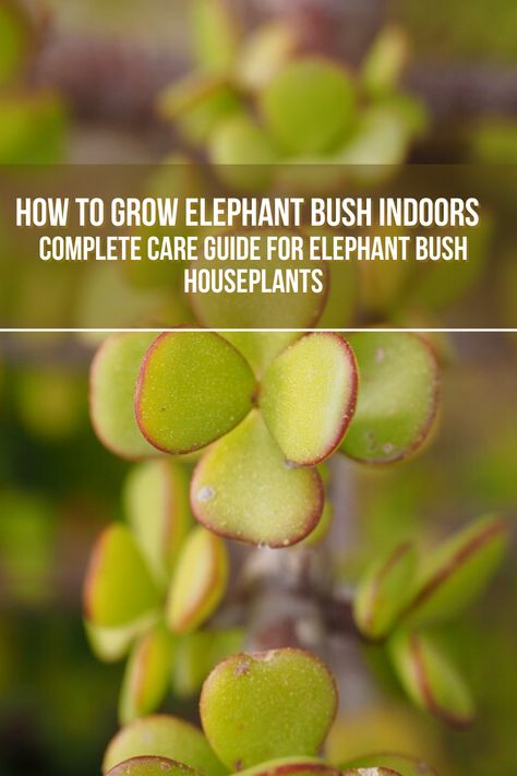 Did you know that Elephant Bush is also known by its scientific name, Portulacaria afra? This article will discuss everything you need to know about the elephant bush. We'll elaborate on its distinguishing features, uses and benefits, varieties, how to care for it, and much more. Keep reading for a closer look at how to grow and nurture the Elephant Bush succulent. 🌿 🍀 Elephant Bush Succulent, Elephant Bush, Bonsai Care, House Flipping, Bush Plant, Garden Help, Indoor Gardens, Indoor Gardening, Flipping Houses