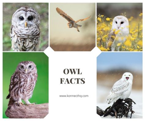 Owl Facts for Kids (All You Need to Know!) Owl Facts For Kids, Glitter Sensory Bottles, Owl Facts, Unique Talents, Burrowing Owl, Small Owl, Screech Owl, Barred Owl, Small Insects