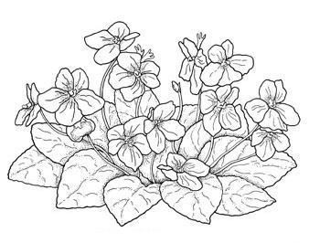 Violets Flowers, Easter Embroidery Patterns, Botanical Sketchbook, Drawing Nature, Easter Embroidery, Colored Pencil Techniques, Floral Embroidery Patterns, Embroidery Transfers, Flower Coloring Pages