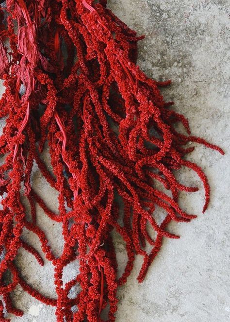 Dried Amaranthus, Fall Wedding Ceremony Decorations, Hanging Amaranthus, Wedding Party Centerpieces, Fall Wedding Centerpieces, Dried Bouquet, Cascade Bouquet, Moss Wall, Wedding Centerpieces Diy