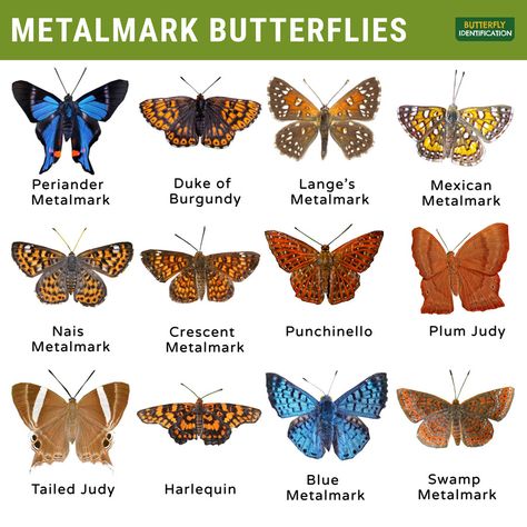 Butterflies Names, Pollinators Garden, Crawling Animals, Butterfly Identification, Butterfly Symbolism, 3d Butterfly Tattoo, Butterfly Inspiration, Pig Breeds, Most Beautiful Butterfly