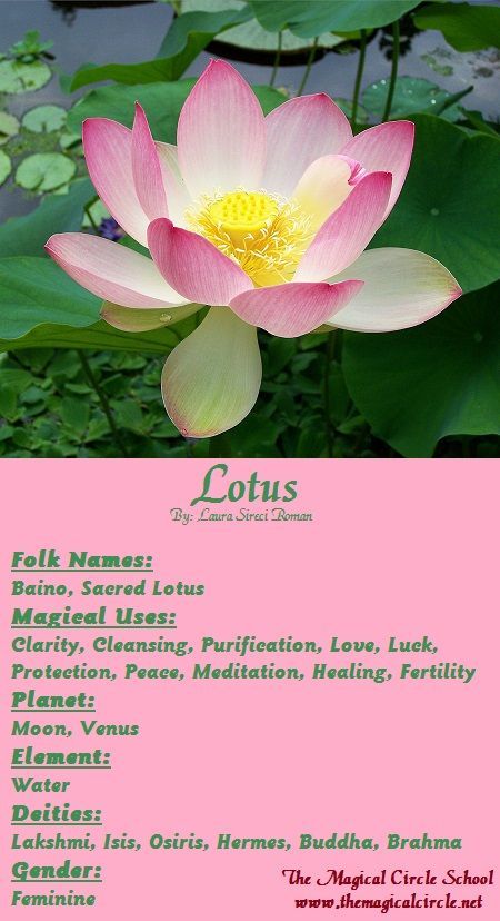 Magical Properties Of - Lotus Fairy Poems, Magical Circle, Magick Herbs, Herbal Witch, Witches Spells, Lotus Temple, Magickal Herbs, Witch Herbs, Green Witchcraft