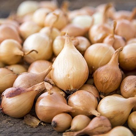 Amazon.com : Onion Seeds for Planting Outdoors - 100 Yellow Onion Bulbs - Sweet Yellow Onion Seeds : Patio, Lawn & Garden Onions In Containers, Flower Garden Borders, Grow Onions, Onion Seeds, Onion Bulbs, Onion Vegetable, Planting Onions, Local Grocery Store, Garlic Bulb