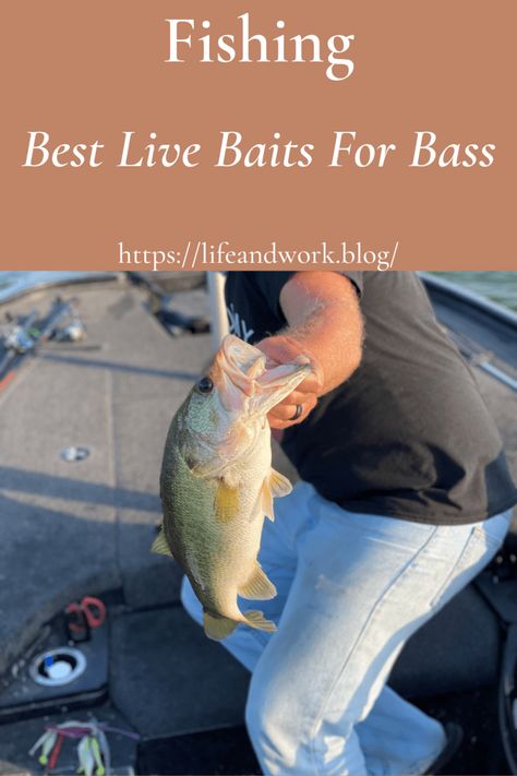 Fishing Basics, Bass Bait, Fishing For Beginners, Bass Fishing Lures, Bass Fishing Tips, Bass Lures, Smallmouth Bass, Fishing Rigs, Crappie Fishing