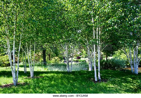 A small shady copse of silver birch trees in an English country Stock  Photo, Royalty Free Image: 33864648 - Alamy Birch Tree Landscaping, Birch Tree Garden, Forest Garden Design, Birch Trees Garden, Best Trees For Privacy, Texas Trees, Cottage Yard, Boulder Garden, Small Back Gardens