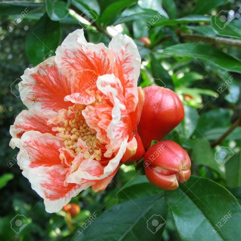 Bloom Tattoo, Pomegranate Flower, Pomegranate Art, Dark Things, Nature Garden, Fruit Art, Plant Illustration, Little Flowers, Photo Images