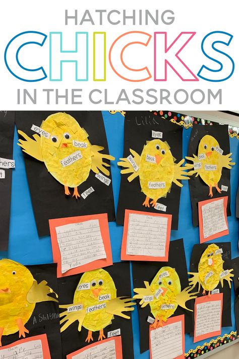 Hatching Chicks In Kindergarten, Egg Life Cycle Preschool, Egg To Chicken Life Cycle, Life Cycle Of A Chicken Kindergarten, Lifecycle Of A Chicken Preschool, Egg Hatching Activities, Chicken Craft Kindergarten, Chicken Hatching Activities, Chicken Life Cycle Kindergarten