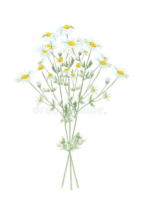 Chamomile Watercolor, Chamomile Illustration, Flower Bouquet Illustration, Grandma Tattoo, Grandma Tattoos, Botanical Journal, White Background Design, Flower Bouquet Tattoo, Yarrow Flower