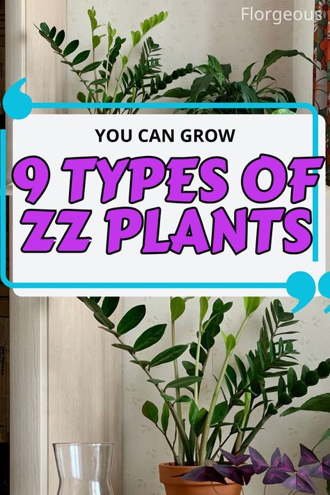 ZZ Plants Varieties Zz Plant Care, Zz Plants, Zamioculcas Zamiifolia, Plant Care Guide, Plant Varieties, Zz Plant, Plant Care, How Can, Reading