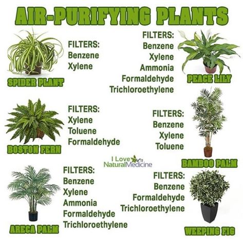 TK The Artist on Instagram: “@change2alkaline Get the feeling of nature back in your home. Do you have any of these plants? change2alkaline✅ • • ☀️Follow…” Indoor Plants For Oxygen, Health Posts, Oxygen Plant, Food Health Benefits, Health Post, Areca Palm, Future World, Best Plants, Air Purifying Plants