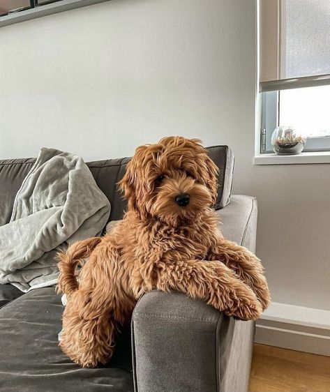 Bernedoodle Puppy, Designer Dogs, Cutest Puppies, Cute Animals Puppies, Goldendoodle Puppy, Cute Little Puppies, Cute Animals Images, Cute Dogs And Puppies