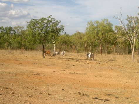 Australian Outback Australian Outback, Inspiring Photos, Photo Inspiration, Places To Go, Country Roads, Australia, Road