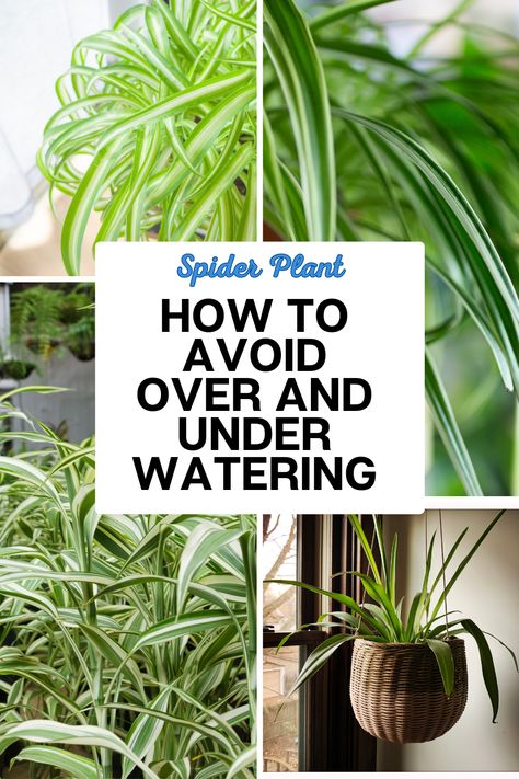 Spider Plant Care: How to Avoid Over and Under Watering Spider Plant Care, Plant Crafts, Spider Plant, Spider Plants, Under Water, Plant Needs, Gardening For Beginners, Plant Care, Gardening Tips