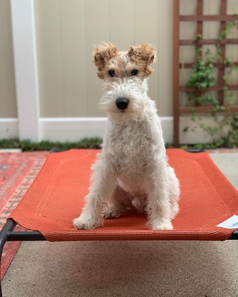 14 Things You Need To Know About Wire Fox Terriers Wire Fox Terrier Puppies, Wire Fox Terriers, Fox Terrier Puppy, Baby Shrimp, Wirehaired Fox Terrier, Well Mannered, Dog Business, Welsh Terrier, Famous Dogs