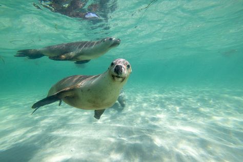 Jurien Bay is home to one of the main breeding grounds for the rare Australian Sea Lion. To get up close to inquisitive wild Australian sea lions, head… Jurien Bay, Lions Head, Good Range, Ocean Drive, Sea Lion, 5 Hours, Indian Ocean, Western Australia, Cruises