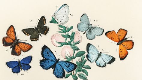 Vintage butterfly desktop wallpaper, background painting, Butterflies and Moths, remix from the artwork of William Forsell Kirby | free image by rawpixel.com / paeng Butterfly Desktop Wallpaper, Art Desktop Wallpaper, Inspirational Desktop Wallpaper, Public Domain Art, Vintage Desktop Wallpapers, Painting Butterflies, Boho Gallery Wall, Background Painting, Butterfly Background