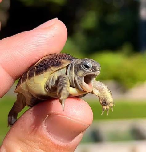 Animals In Natural Habitat, Cute Turtle Pictures, Herman’s Tortoise, Tortoise Images, Herman's Tortoise, Herman Tortoise, Tortoise Outfit, Hermanns Tortoise, Tortoise Photography