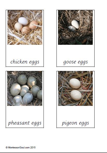 Birds and their eggs Birds Preschool, Pheasant Eggs, Oviparous Animals, Bird Study, Birds Theme, Special Animals, Montessori Science, Montessori Cards, Flying Creatures