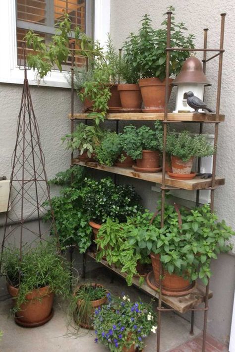 Plants On Shelves, Herb Garden Boxes, Balcony Herb Gardens, Patio Herb Garden, Small Herb Gardens, نباتات منزلية, Herb Garden Design, Herb Gardens, Have Inspiration