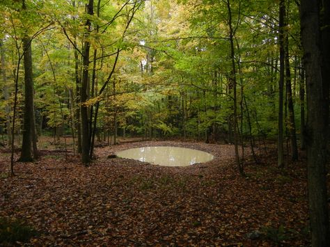 Vernal Pool, My Land, Wildlife Garden, Pottery Inspiration, Wildlife Gardening, Natural Resources, Something Beautiful, Agriculture, Habitat