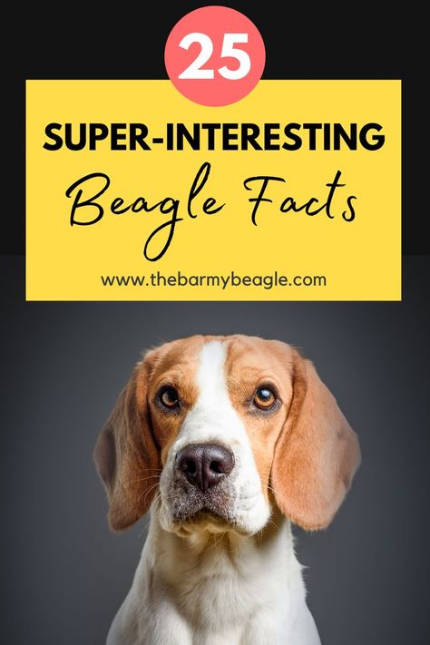 interesting and fun beagle facts Beagle Dog Facts, Beagle Facts, Funny Stories To Tell, Beagle Funny, Pocket Beagle, Pembroke Welsh Corgi Puppies, Cute Corgi Puppy, Welsh Corgi Puppies, Stories To Tell