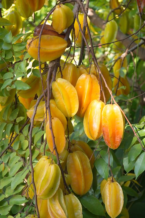 Fruit Tree Garden, Star Fruit, Growing Fruit Trees, Fruit Photography, Beautiful Fruits, Growing Fruit, Fruit Tree, Fruit Plants, Exotic Fruit