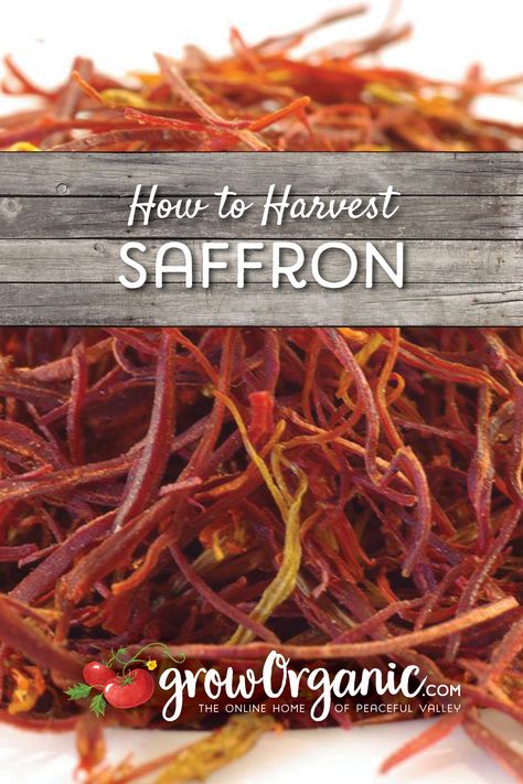 How To Harvest Saffron, Growing Saffron Crocus, Saffron Growing, Saffron Farming, Saffron Farm, Growing Spices, Saffron Health Benefits, Growing Saffron, Benefits Of Saffron