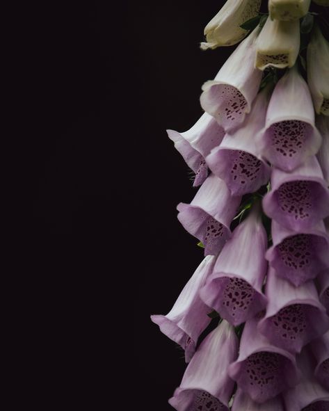 It Should Have Been Me, Education Is Power, Foxglove Flower, Fox Glove, Folklore Fairy, Deadly Plants, Inktober Ideas, Harry Potter Oc, Floral Styling