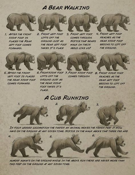 Art References & Resources — anatoref: Bear by Aaron Blaise Bear Walking Drawing, Bear Anatomy, Bear Animation, Aaron Blaise, Bear Walking, Walking Animation, Walk Cycle, Animal Movement, Bear Drawing