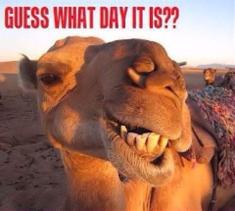 Guess what day it is quotes quote days of the week wednesday hump day hump day camel wednesday quotes happy wednesday wednesday morning Smiling Animals, Meryl Streep, Hump Day, Happy Animals, 귀여운 동물, Animal Memes, 그림 그리기, The Words, Happy Friday