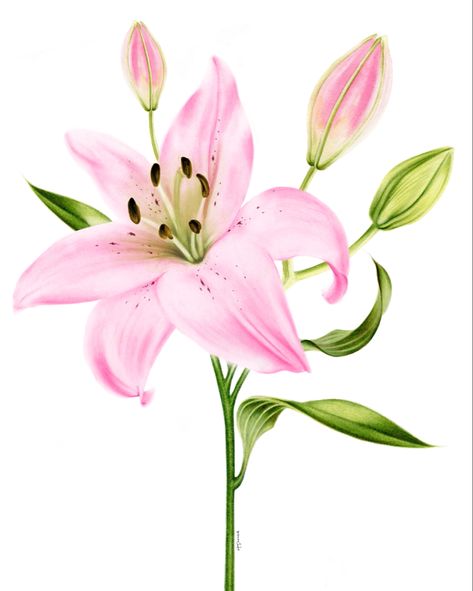 Pink Lily Botanical Painting Pink Lily Flower Drawing, Botanical Painting Ideas, Lillies Drawings, Watercolour Lilies, Watercolour Lily, Painted Lilies, Lilly Flower Drawing, Lily Watercolor Painting, Lilly Painting