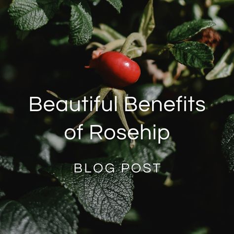 Benefits Of Rosehip — Zhi Herbals Rosehips Benefits, Benefits Of Rosehips, Yohimbe Benefits, Schizandra Berry Benefits, Raspberry Hibiscus Tea Benefits, Rosehip Tea, Chronic Pain Relief, Visceral Fat, Bulk Herbs