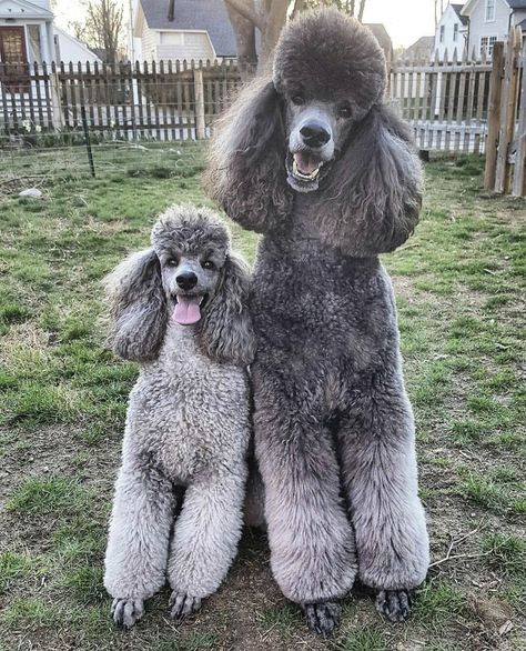 Silver Mini & Standard Poodles Gray Haircut, Grey Poodle, Poodle Haircut, Poodle Puppy Standard, Poodle Cuts, Black Puppy, Poodle Grooming, Standard Poodles, Grey Dog